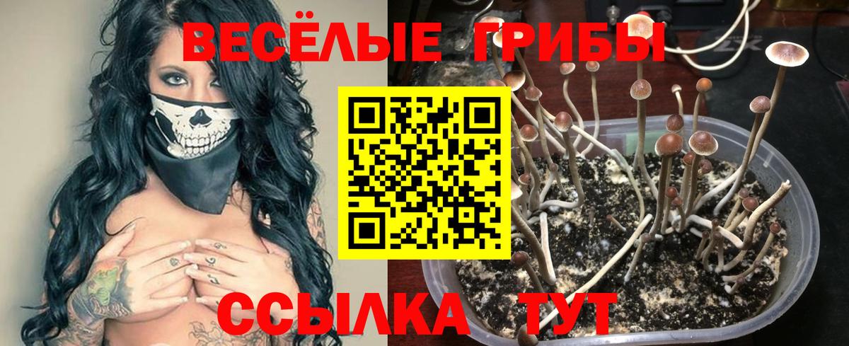 даркнет сайт  Вход с VPN  Галлюциногенные грибы Psilocybine cubensis  Великий Новгород  Галлюциногенные грибы прущие грибы 