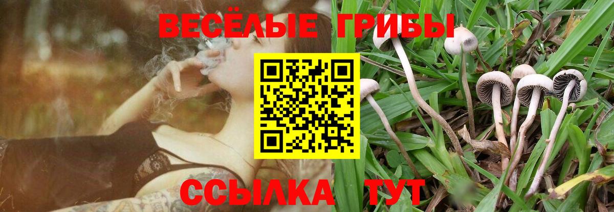 Псилоцибиновые грибы Psilocybe Великий Новгород